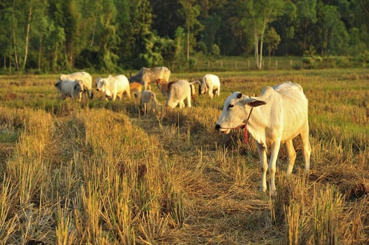 asian cow in green field