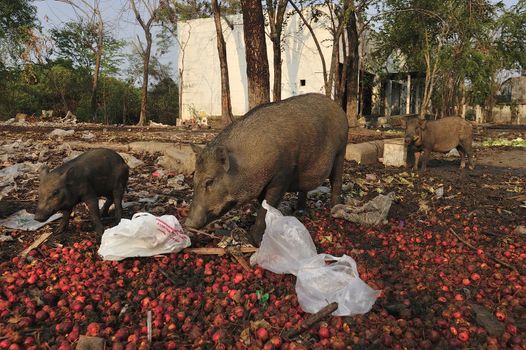 Wild pig family in abandon village