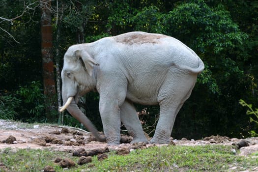 asia elephant in tropical forest, thailand