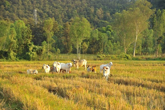 asian cow in green field