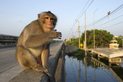 Monkeys on the road, Thailand.