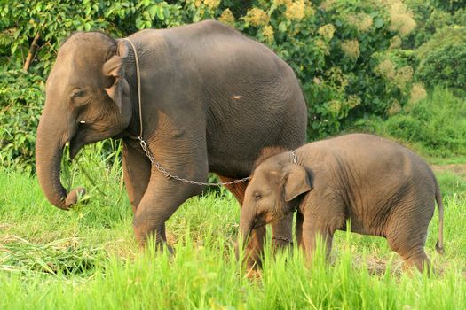 Mother and baby elephant with the chain