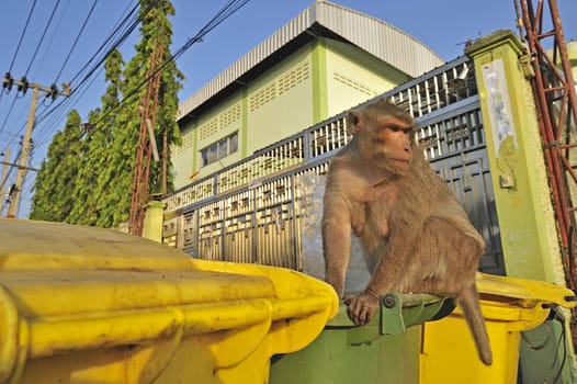 Wild monkey looking for food in a garbage can in Thailand.