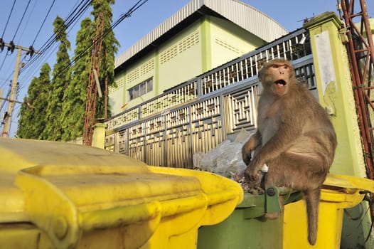 Wild monkey looking for food in a garbage can in Thailand.