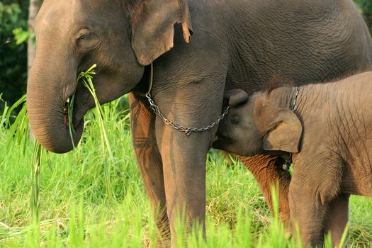 Mother and baby elephant with the chain