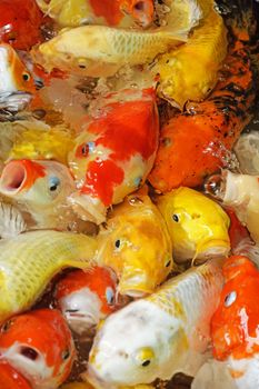 Koi fish feeding in the pond