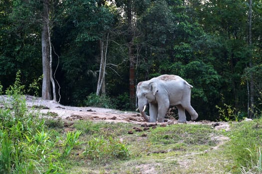 asia elephant in tropical forest, thailand