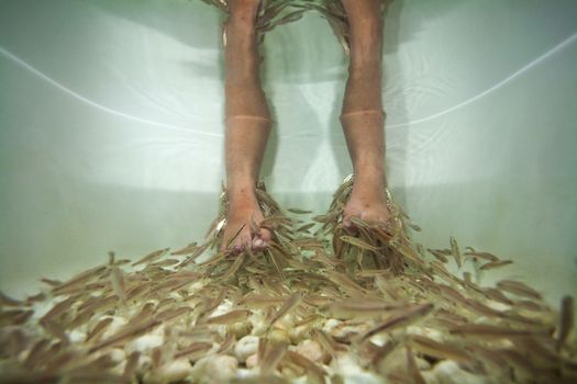 Fish spa feet pedicure skin care treatment with the fish rufa garra, also called doctor fish, nibble fish and kangal fish.