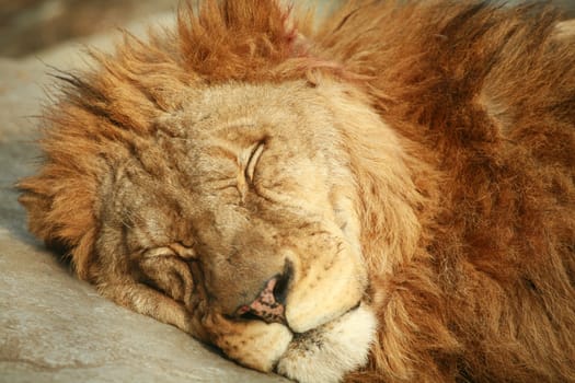 Sleeping Lion