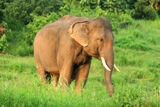 Asian Elephants