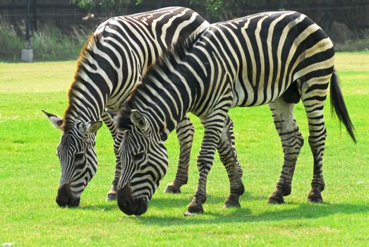 Zebra grazing in a green field