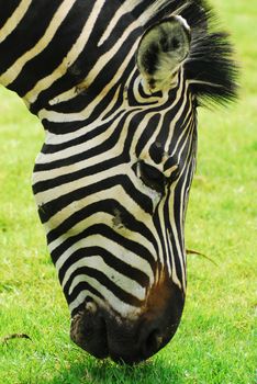 Zebra grazing in a green field