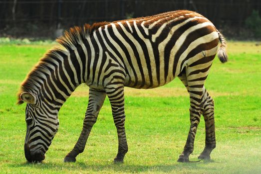 Zebra grazing in a green field