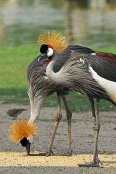 Portrait of a Grey Crowned Crane (Balearica Regulorum).