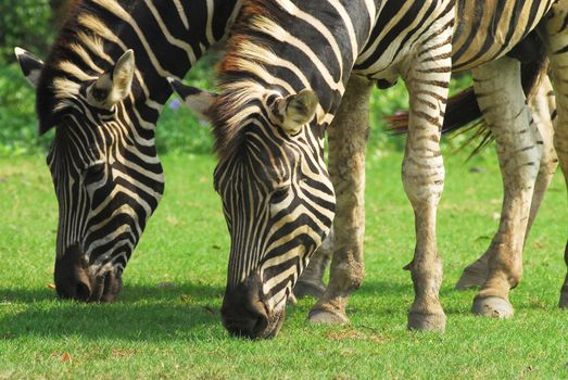 Zebra grazing in a green field