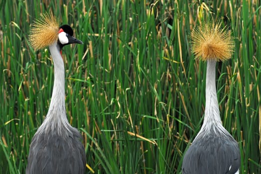 Portrait of a Grey Crowned Crane (Balearica Regulorum).