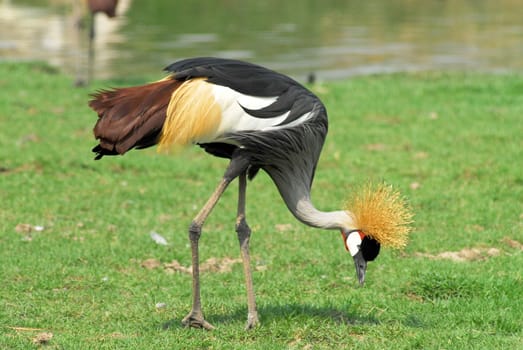 Portrait of a Grey Crowned Crane (Balearica Regulorum).