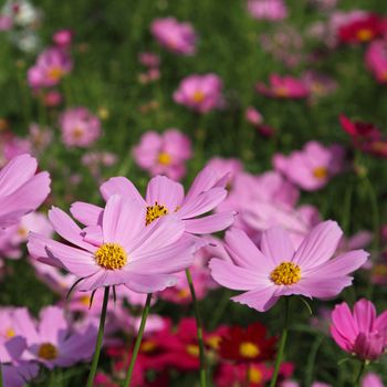 Close up pink cosmos flowers in the garden