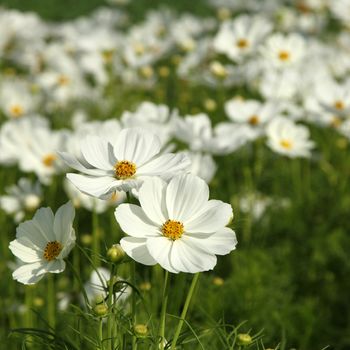 Close up white cosmos flowers in the garden