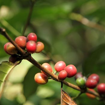 Coffee beans with branch on the tree