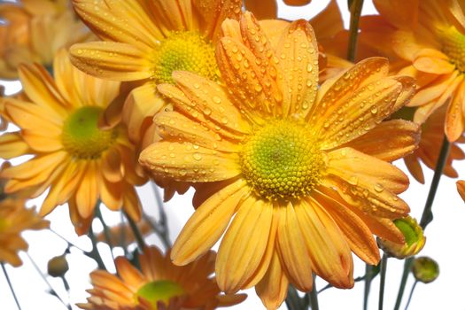 yellow daisy flower on white background