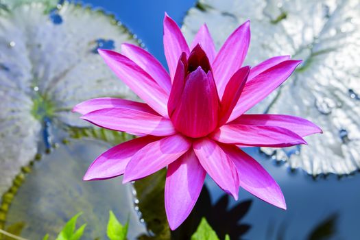 Pink Lotus in Nong Nooch Garden, Thailand.