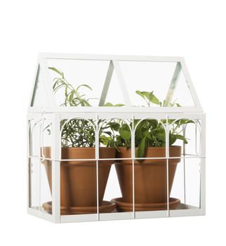 Isolated houseplants in a small glass house