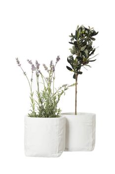 Lavender and Olive tree isolated on white background