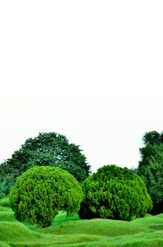 Tree in garden with white sky isolated