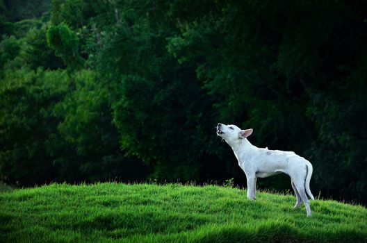Howling Dog in garden