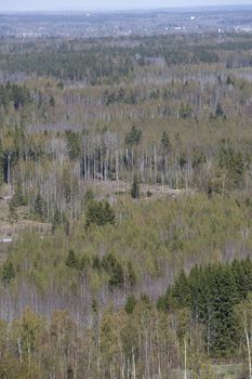 Forest Landscape from High angle view