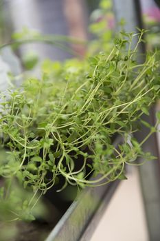 Close up of an Oregano plant