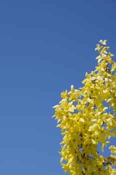 Forsythia and blue sky background. May, Stockholm, Sweden.