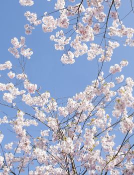 Cherry blossom background with heart shaped space and blue sky.