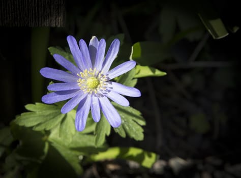 Brachyscome multifida cut-leaved daisy, rocky daisy or Hawkesbury daisy, Stockholm, Sweden in an April garden.