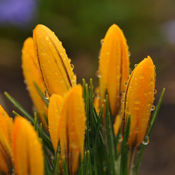 Close up of fresh tulips after rain