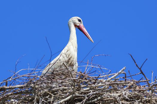 Stork in its nest with blue sky