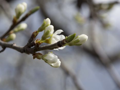 Apple tree flower buds. Branch with white apple flower buds, Stockholm, Sweden in May.