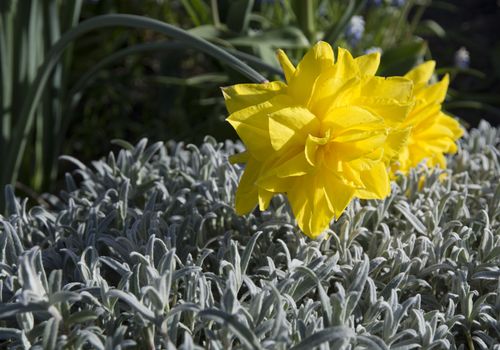 Yellow daffodil and bent stem in a flowerbed in May, Stockholm, Sweden.