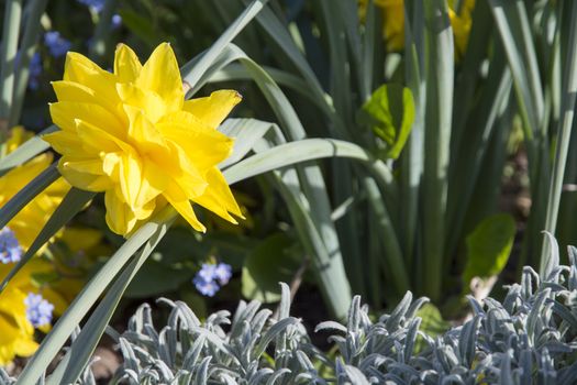 Yellow daffodil and forget-me-nots in a May flowerbed, Stockholm, Sweden.