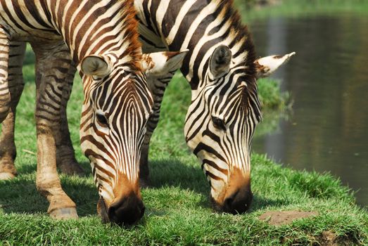 Zebra grazing in a green field