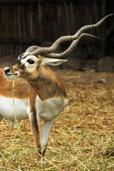 African antelope in a zoo