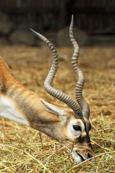 African antelope in a zoo