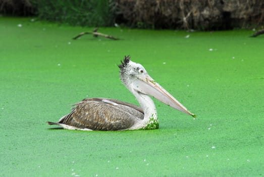 Spot Billed Pelican