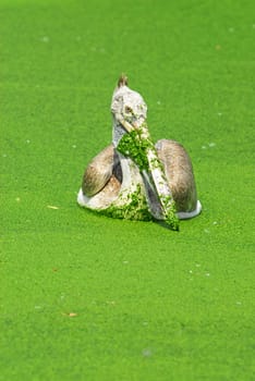 Spot Billed Pelican