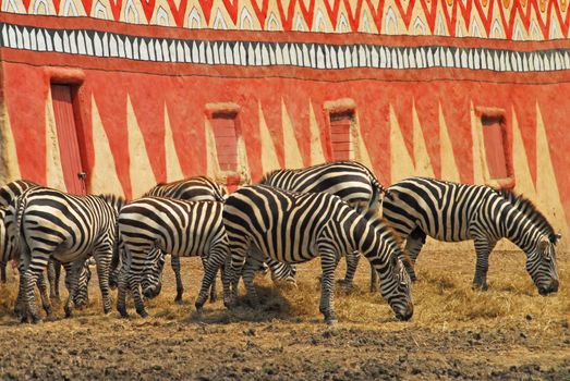 Zebra grazing in a green field