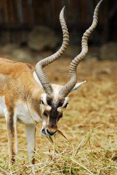 African antelope in a zoo
