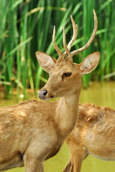 Siamese Eld's deers