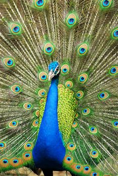 Close-up of Male Indian Peafowl displaying tail feathers