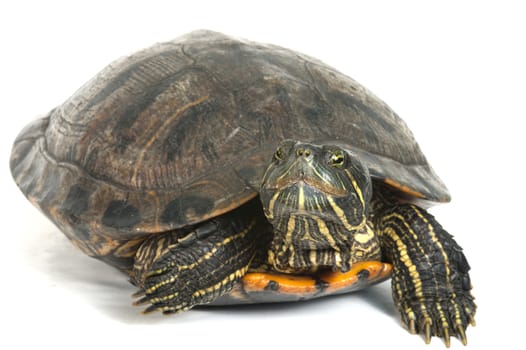 Red-eared turtle isolated on white background.